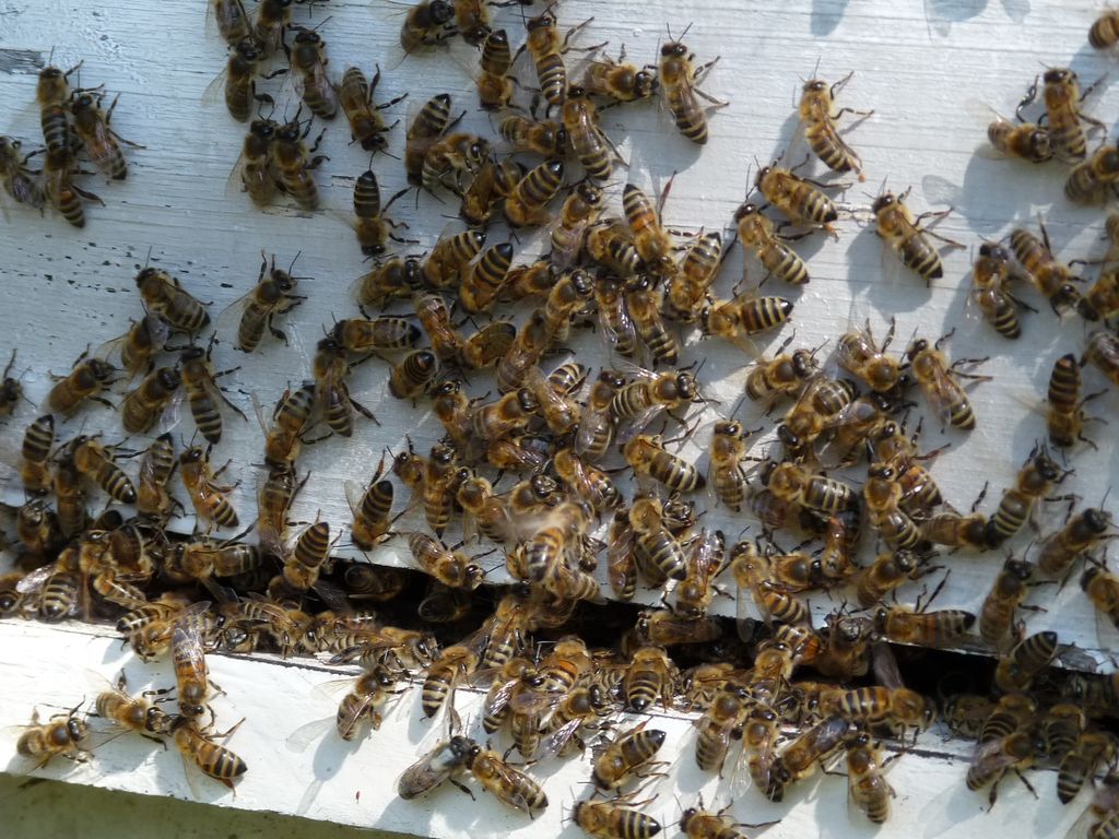 Vue entrée ruche