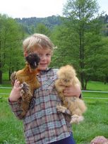 poules